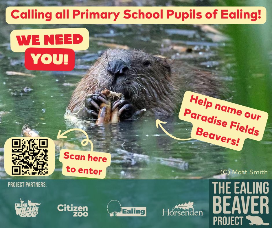 Calling all Primary School Children of Ealing! We need YOU to help name our adult beaver pair at Paradise Fields. Scan QR code or click here: forms.gle/u2LtpUvjoewpiq… Entrants must attend a primary school in Borough of Ealing. 1 entry per child. Competition closes on Mon10th June.