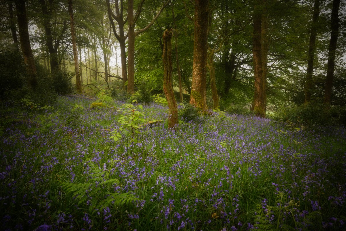 The bluebells are starting to recedd, but other wild flowers and new life is taking over. #LakeDistrict @lakedistrictnpa @LakesCumbria @PictureCumbria @CumbriaWeather @OPOTY @golakes @TheLakesGuide @hiddencumbria @ShowcaseCumbria #OPOTY #rpslandscape #TheLakelanders #PhotoRippin