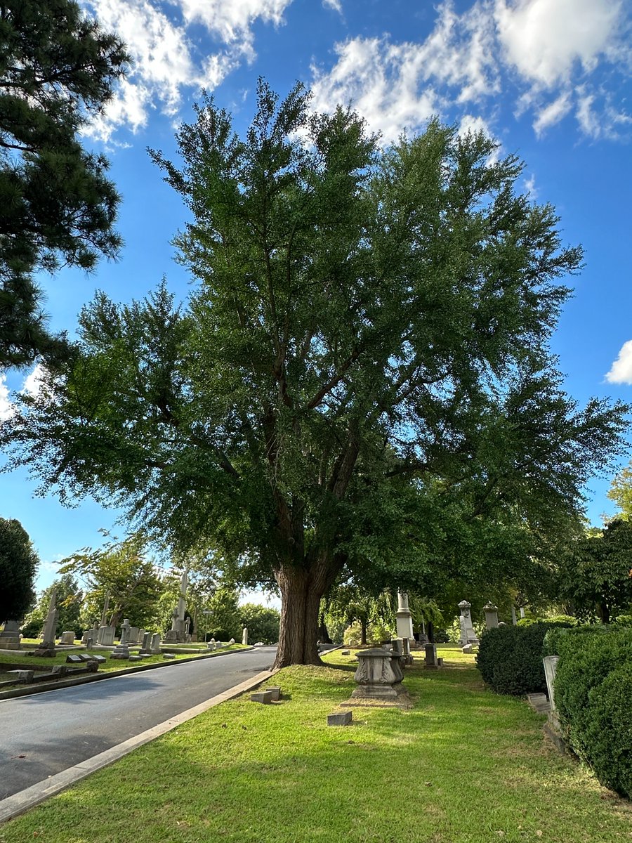 The Ginkgo biloba is one of the oldest living tree species in the world. It's the sole survivor of an ancient group of trees that date back to before dinosaurs roamed the Earth. 🌳🦕 Learn more at hollywoodcemetery.org/visit/natural-… Photo: Bill Draper Photography