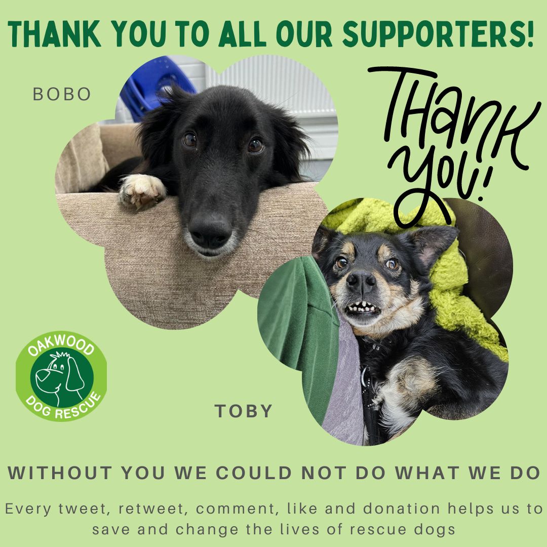 Thank you so much to everyone who helps us to carry on saving dogs lives. 
Your support is needed more than ever & for that, we are so grateful!
#dogsoftwitter #adoptdontshop #teamzay #k9hour #rescuedog #rescue #rehomehour #teamworkmakesthedreamwork #support #adopt #thankyou