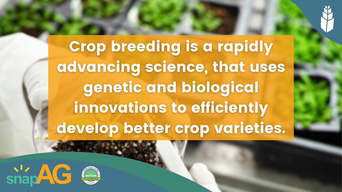 ⁉#DYK Plant breeding is the art & science of improving agricultural plants for the benefit of mankind. Learn about how crop breeding is mixing together for bigger and better through heterosis, hybrid crops, and genetics with this #snapAG. Check it out 🔗bit.ly/4a1nR9o