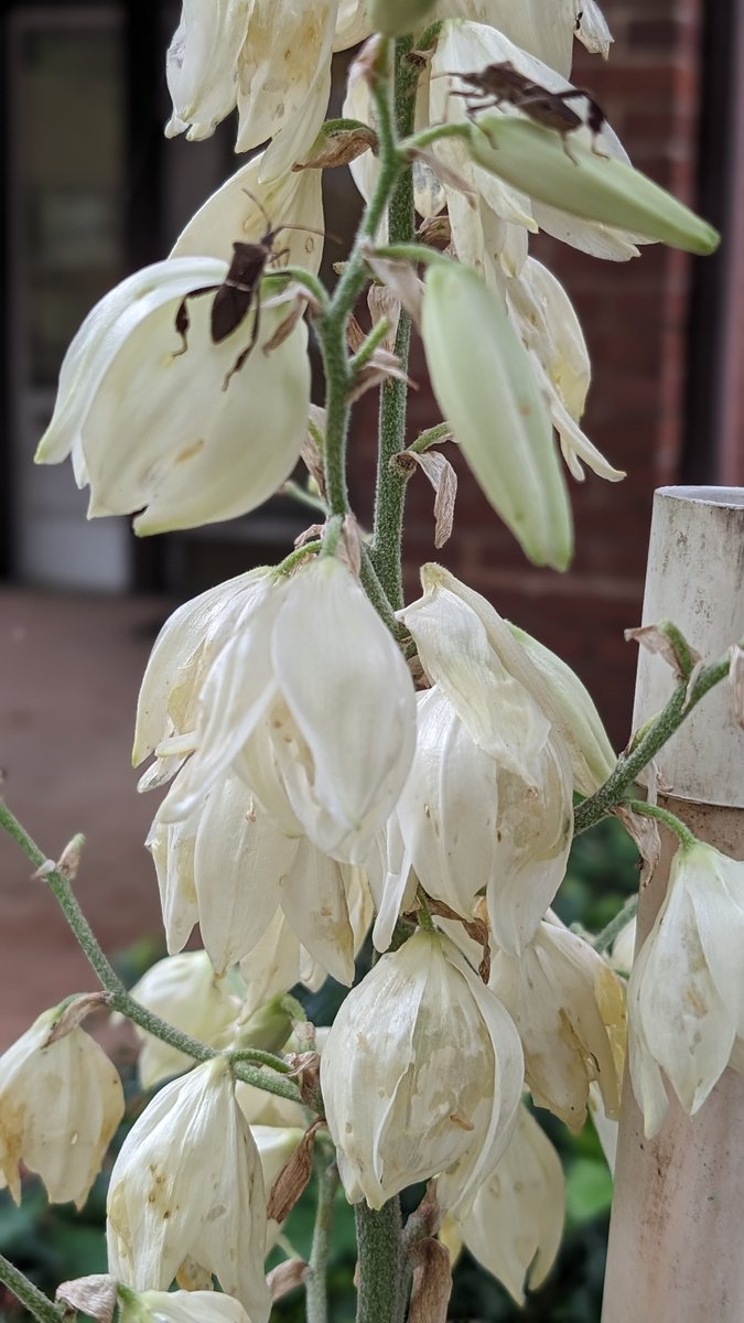 karlmccollester's tweet photo. Happy Friday!  #flowers https://t.co/cS3HEPbcfg