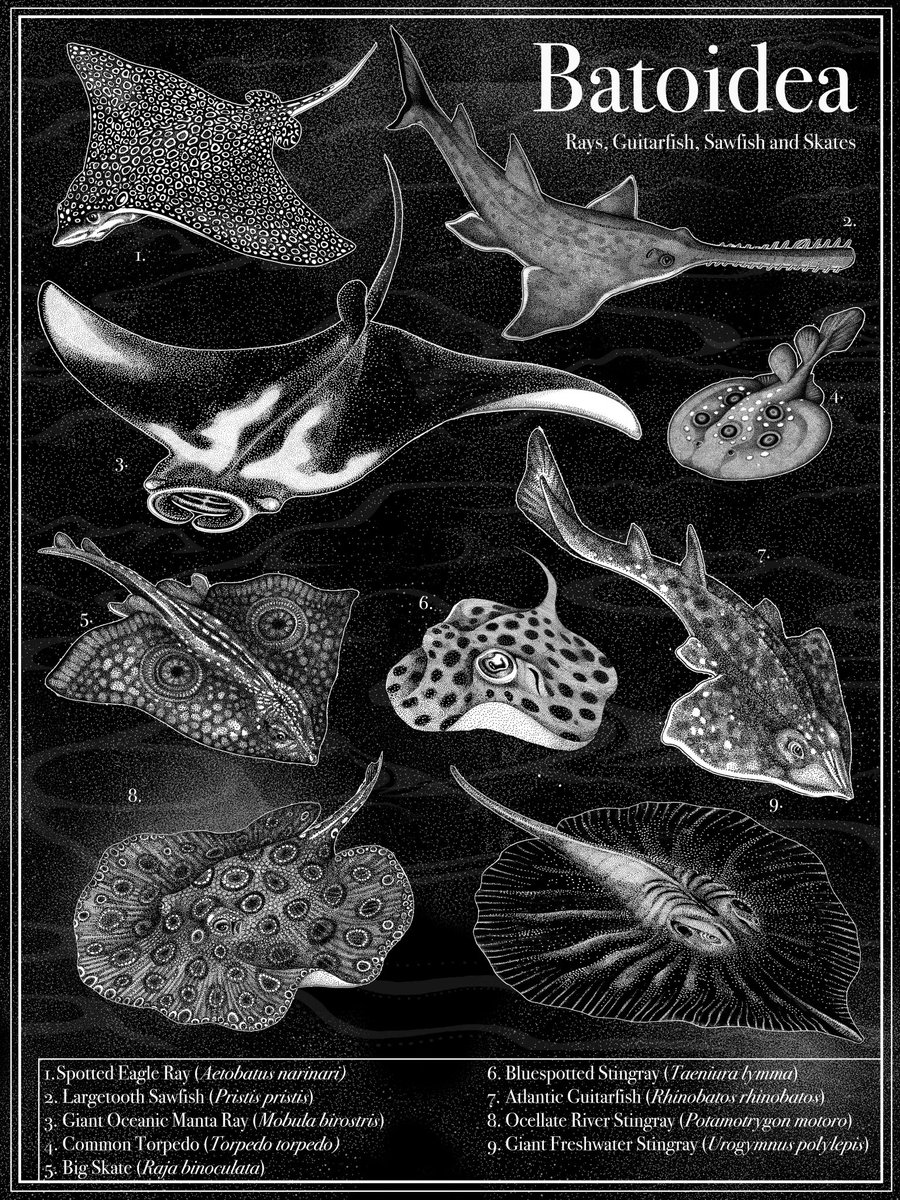 The batoidea include skates, rays, sawfishes and guitar fishes. They are part of the cartilaginous fish, together with sharks and Chimaeras. Of these three, the batoidea are the most numerous with more than 600 species. . #batoidea #fishart #sciart #scicomm #ichthyology #marbio