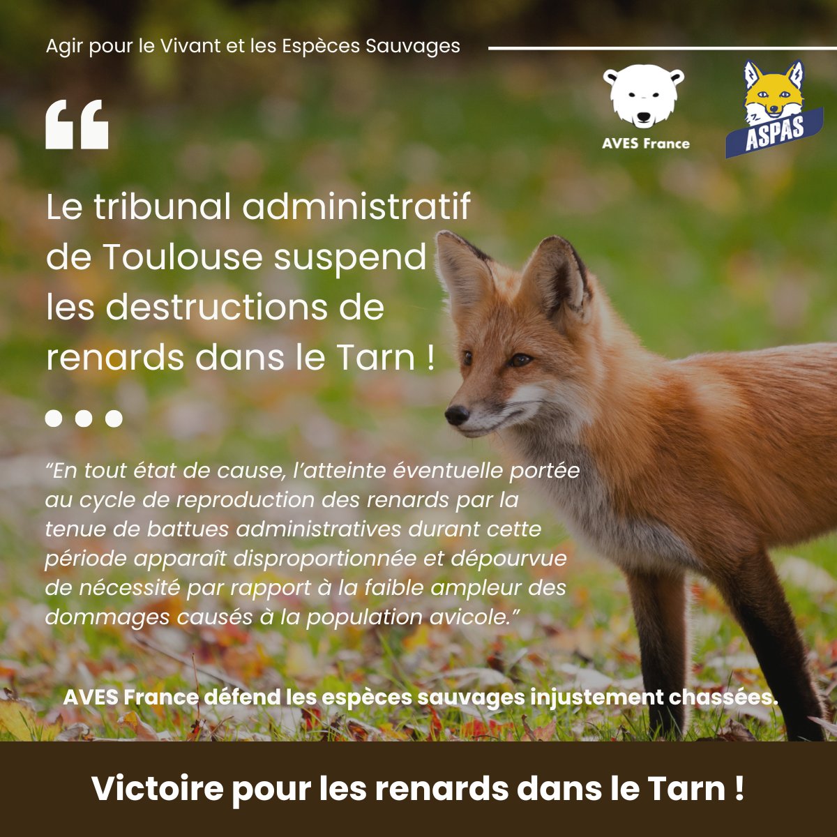 AVES France et l'@ASPASnature ont déposé un recours contre l'arrêté du 20 mars 2024 par lequel le préfet du #Tarn a autorisé la réalisation de battues administratives par des lieutenants de louveterie pour la régulation des #renards. Arrêté suspendu ! aves.asso.fr/plaintes-recou…