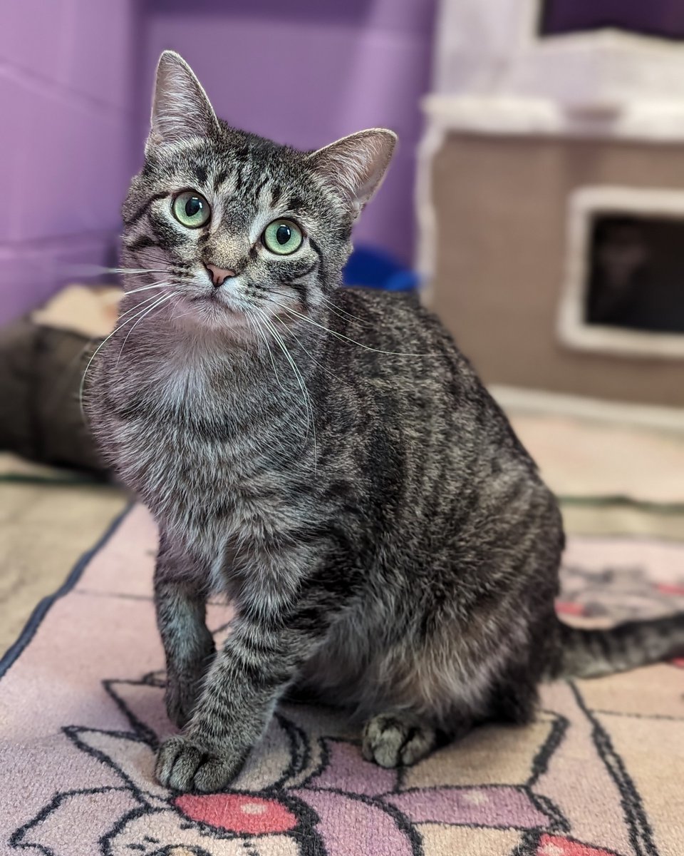 🐾 Meet Lia! She's all about life's little luxuries: treats, toys, and great company (aka you)! But she's shy, needing time to shine. In shelter 10 months, she's waiting for her chance. Take a chance on Lia; she's ready to be your best friend! 🐱💕 #AdoptDontShop #ShelterCat