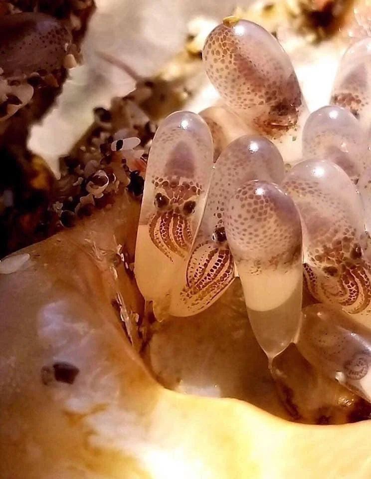 Octopus babies inside of their eggs.