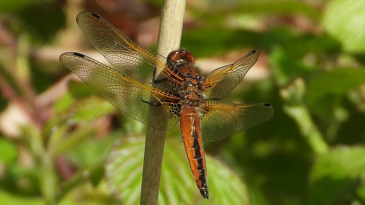 seuneke's tweet photo. Dragonfly seen on my walk on Oulton Marshes today. If anyone can ID it I would be grateful.
#dragonfly
#IDrequired
@SWTWaveney
@SWTCarltonMarsh
@SWT_NE_Reserves
#wildlife
#wildlifephotography https://t.co/V9VgCwcvgy