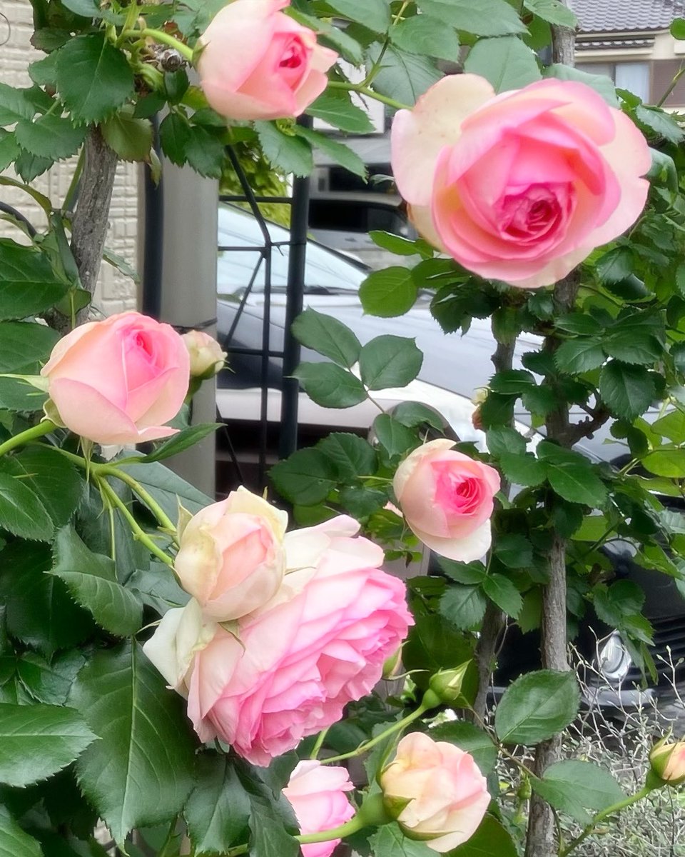 今、ピエールドゥロンサールが満開です🌹 #薔薇　 #ピエールドゥロンサール #花のある暮らし