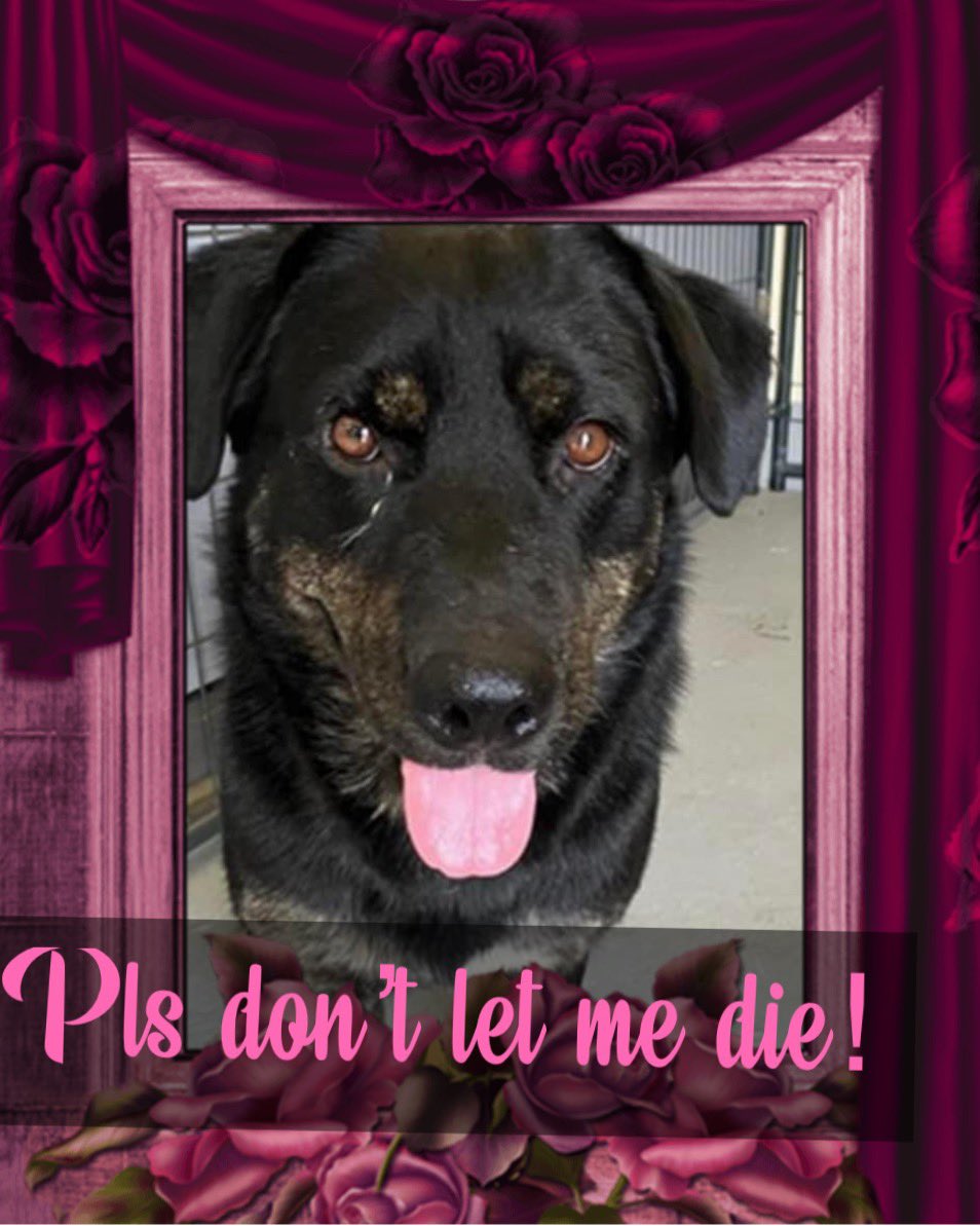 🆘⚠️INJURED pup NEED #rescue NOW⚠️RICHIE #A367898 is on his way to 🔥DEATH🔥 NOW 5/10‼️3 ys old Rottie mix found injured,💥by 🚘? Who knows? #Corpuschristi TX AC has no compassion 😭 Pls HELP #pledge 4 him. Hurry, time is running OUT⏱️He will give you his ❤️SAVE HIM🙏