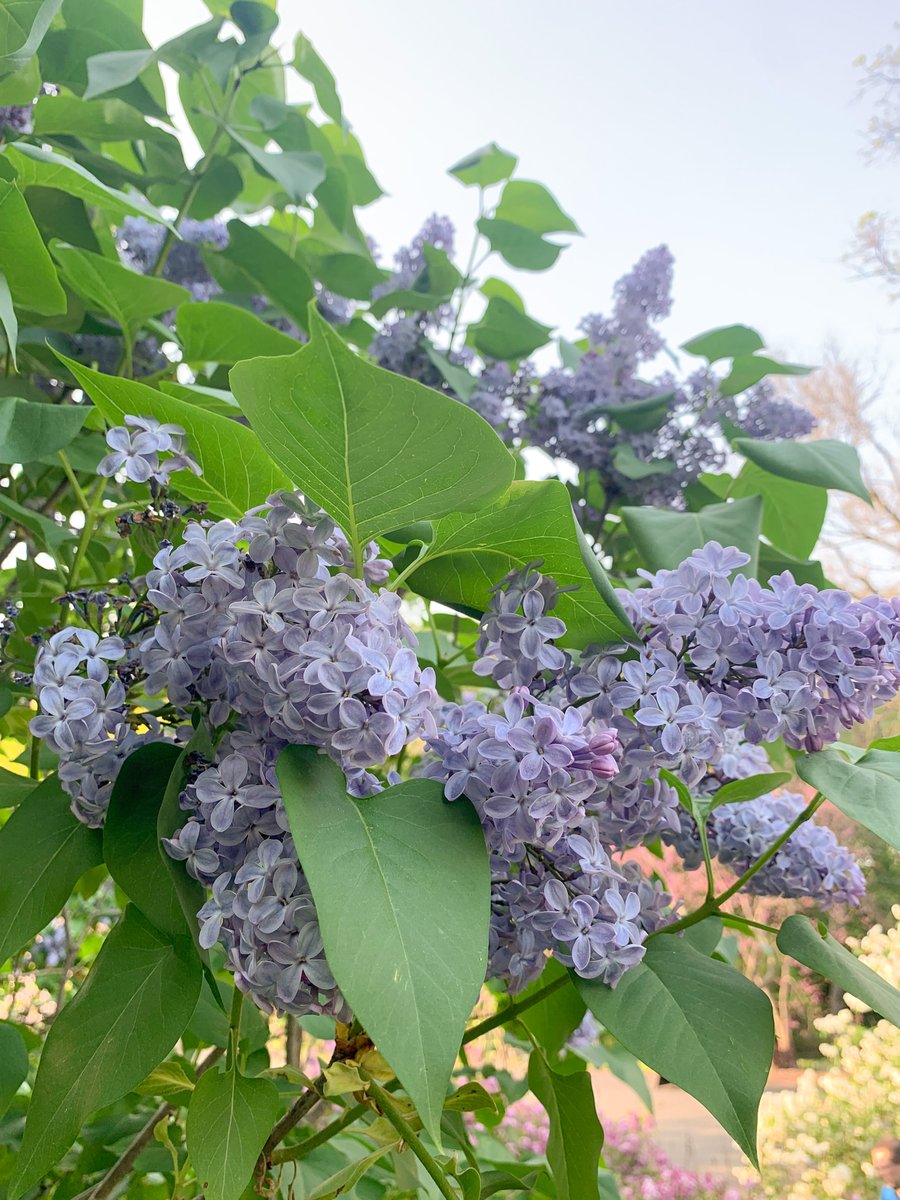 ICYMI: There are over 400 lilacs in bloom at the Arnold Arboretum 💜

Details: do617.com/events/2024/5/…

#do617 #dostuff #thingstodoboston #getoutsideboston #springinboston #lilacsunday #exploreboston