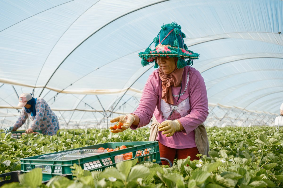 🍓@SaizElma mantiene un encuentro con las mujeres marroquíes que trabajan en la recogida de frutos rojos y reciben formación en emprendimiento 📌173 mujeres ya se han formado y emprendido su propio negocio en Marruecos 🎙️'Es un ejemplo para otros países' inclusion.gob.es/w/la-ministra-…