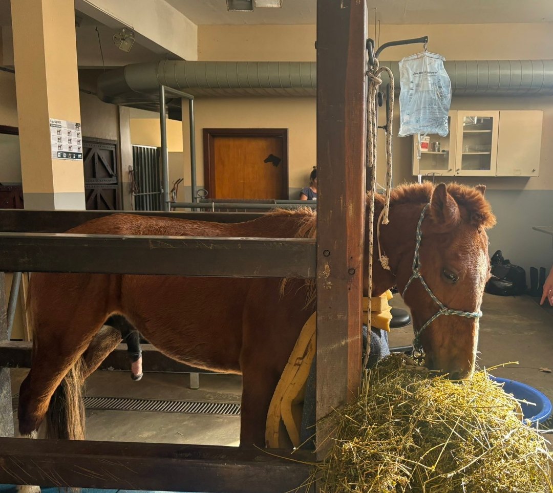 Cavalo caramelo comendo um rango de boas sem fazer IDEIA de que é notícia nacional e a guerra de influencers que gerou 😍😍😍