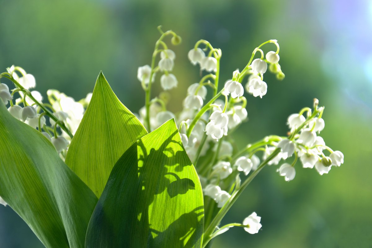 It really is just #May electricvoicetheatre.co.uk/flower-of-the-… Here's a wee #song Sung by @francesmlynch A #flower for the #MonthOfMay (The Song not the Singer! 🤣) #WomenComposers #WomenInMusic