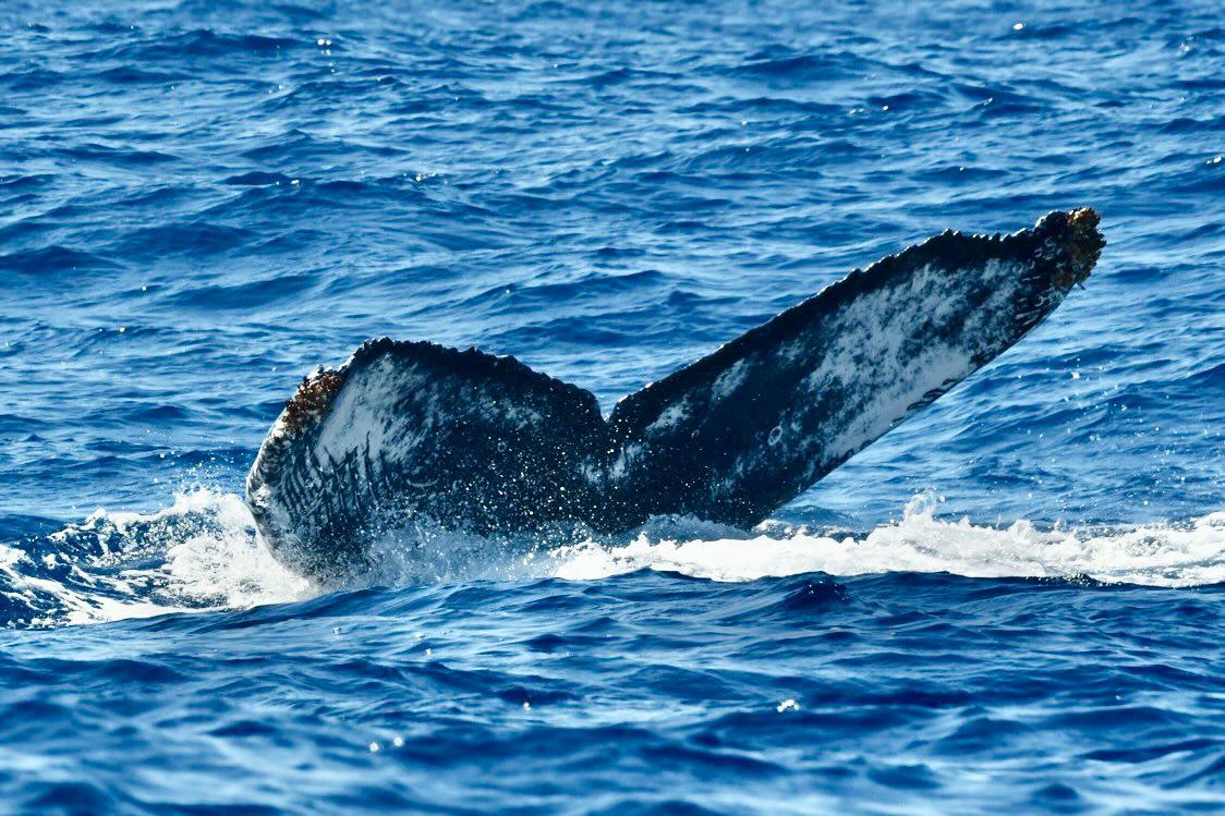 Today finishes the @naturetrektours Great Whales in the Azores (Pico) tour and OMG what a way to end! Throughout the week stunning views of many Sperm Whales, two Fin Whales, and to top it all off today we had a group of Risso's Dolphins and one gorgeous Humpback Whale!