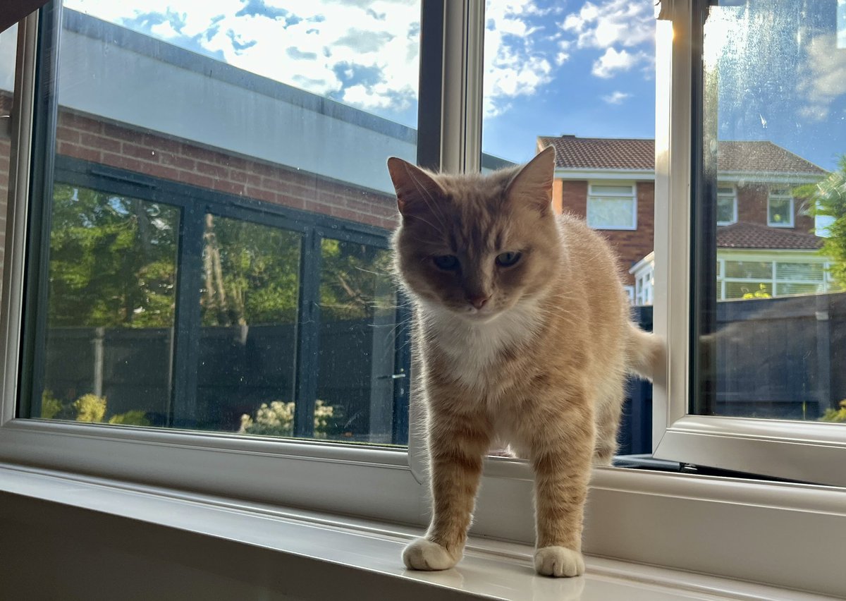 Decided to start and use the window as one of my entry and exit points, purrents leave it open with nicer weather. So why not eh 😹 hope you’ve had a lovely day, loving this ☀️ 😻🧡 #CatsOfX #adoptdontshop  #rescuecat #catlovers  #caturdayeve