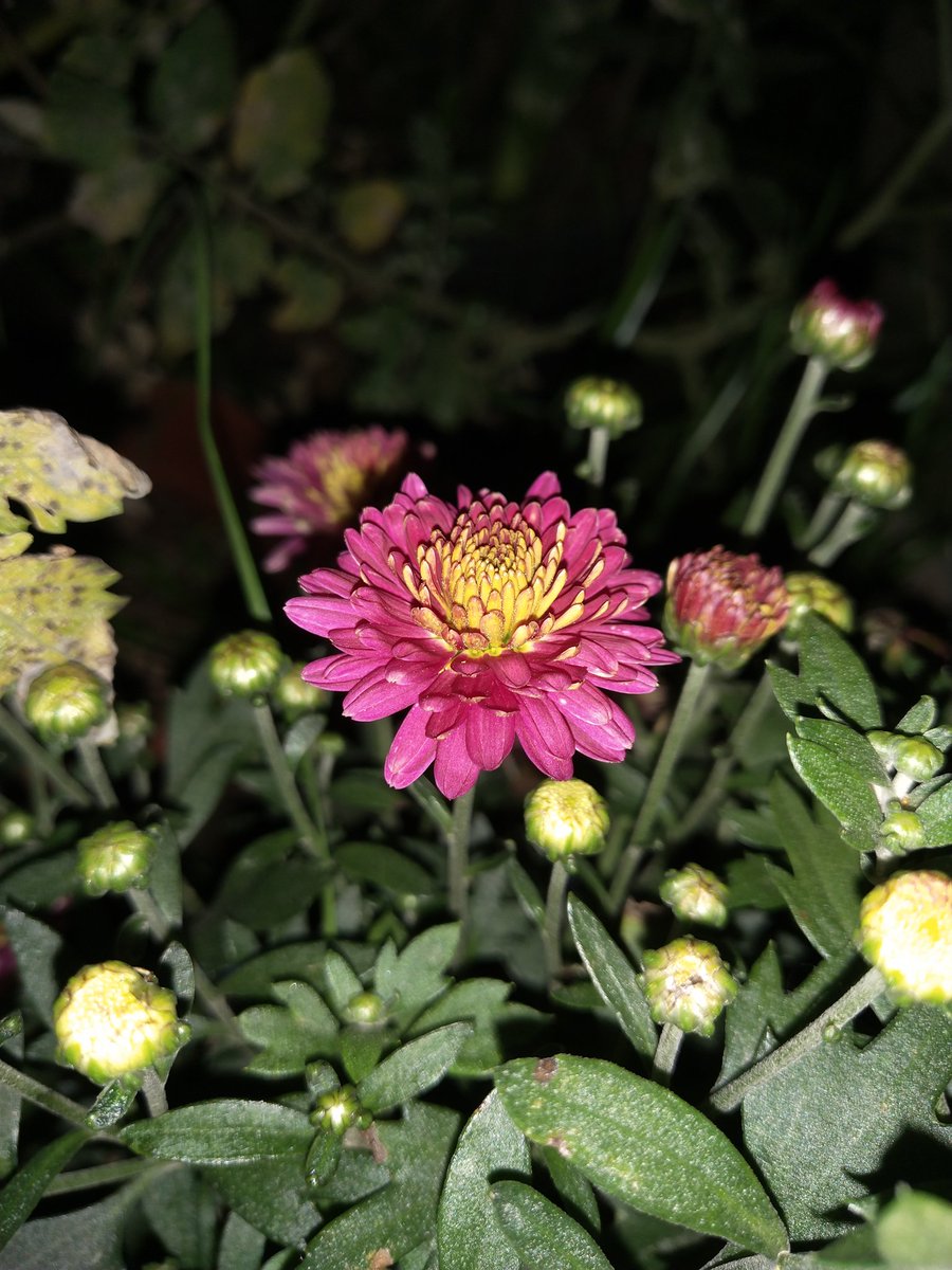 Chrysanthemum &amp; Rose. Less vibrant under the moonlight but are lovely flowers.