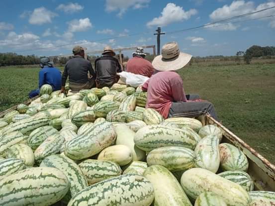 #Sandino- #PinardelRío 👉MELÓN SEGURO👈
y la oportunidad de servir a otros territorios, una importante contribución para la alimentación del pueblo en el complejo contexto actual. #AgriculturaSandino 
#PoderPopularSandino