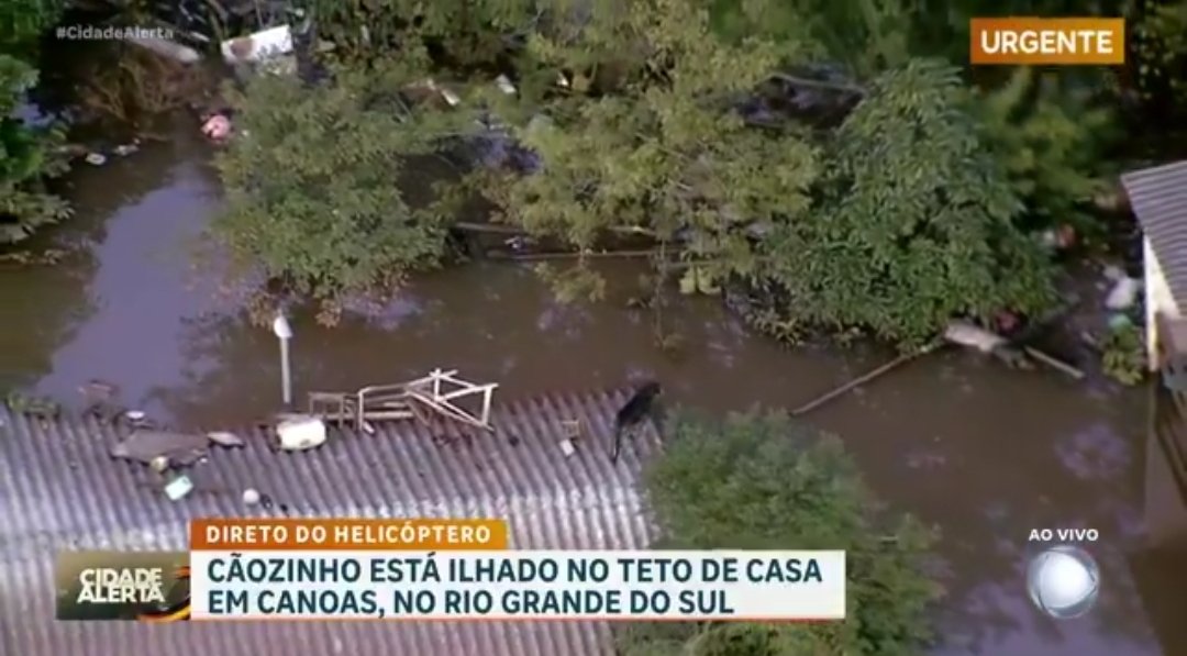 itimaliasof's tweet image. esse doguinho está à 6 dias sem comer, já não tem mais forças por favor resgatem ele logo 

me ajudem na TAG: &quot; SALVEM O DOGUINHO DO TELHADO&quot; comentem muito

LOCALIZAÇÃO: Rua Campinas - Canoas no setor norte do centro, próximo do Mercado Uni Super junto com uma Farmácia Panvel