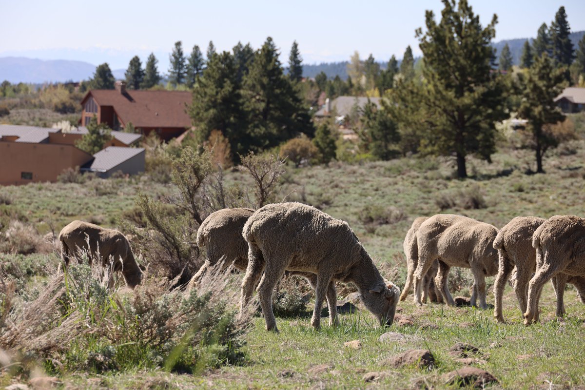 HumboldtToiyabe's tweet photo. #CarsonRD continues to use sheep to reduce hazardous fuels near Renoโs Arrowcreek community
Dog owners are asked to keep dogs on leash around sheep grazing areas. For more details visit: https://t.co/J0IEhnWOkr @washoecounty @WashoeSheriff #WCS #wildfirecrisisstrategy #Reno https://t.co/0FhioXVvWy