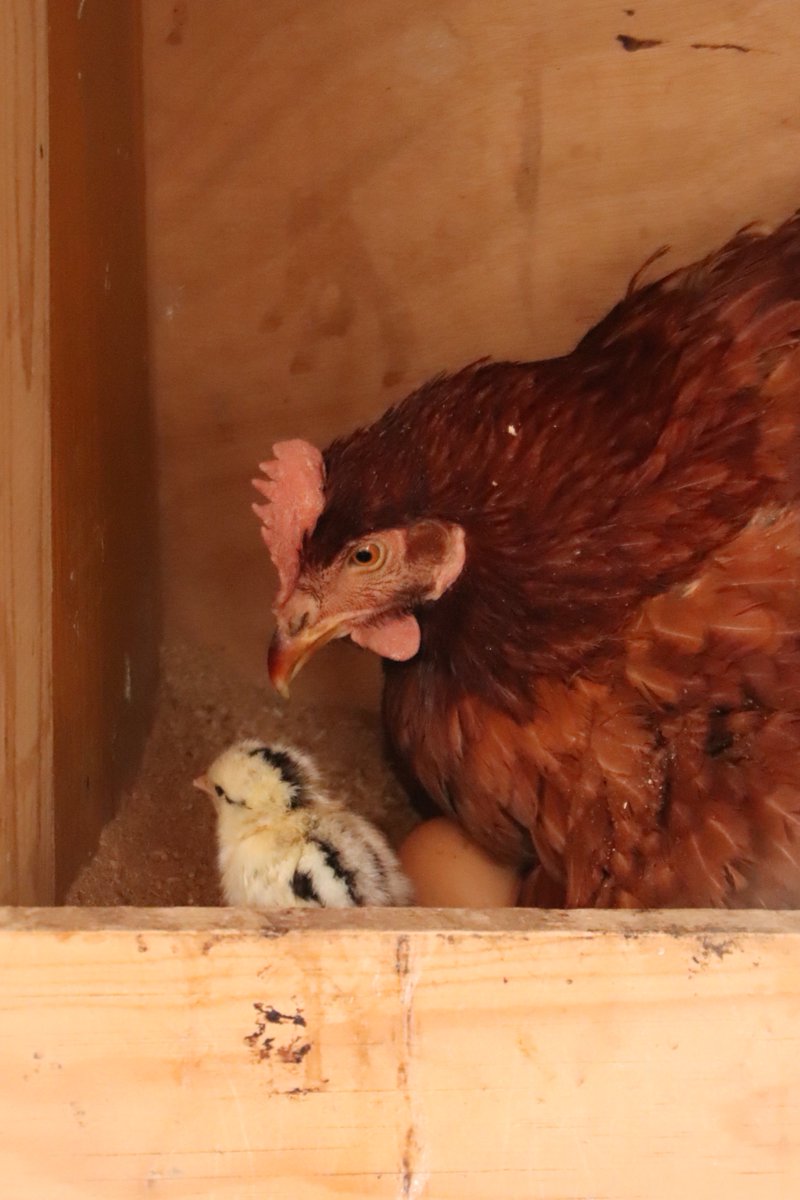 Este viernes, una de nuestras gallinas tuvo su primer pollito 🐣 ¡Estamos muy felices de darle la bienvenida! Coincidiendo con la fecha de hoy, les enviamos con todo nuestro cariño felicitaciones a todas las mamis 🎂