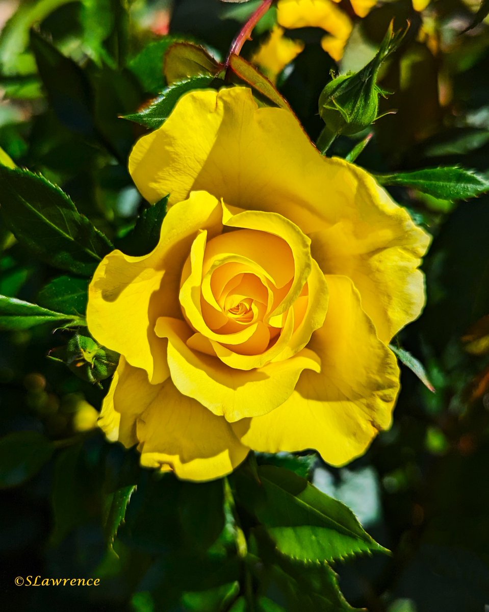 #RoseWednesday is a highlight of my week. Enjoy the day & the positives you create. #photo #photography #photooftheday #TwitterPhotographyCommunity #TwitterNaturePhotography #TwitterNatureCommunity #NaturePhotography #nature #rose #flowerphotography #Flowers #FlowersOfTwitter