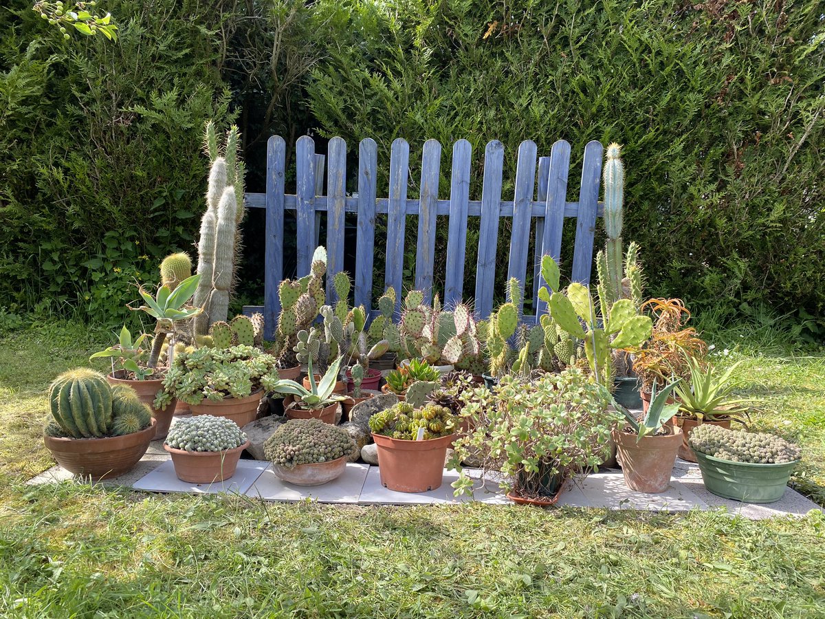 G27Marco's tweet photo. Et pendant ce temps , le coin #exotique était totalement repensé .. en attendant le petit coup de peinture bleue pour redonner un coup de jeunesse .. certainement dimanche!! #jardin #cactees https://t.co/8vLGkR1Bre