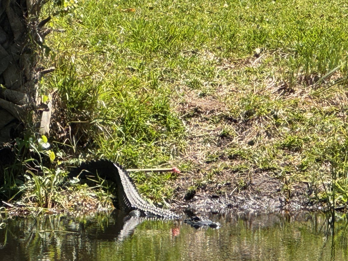 Gators. #alligator #sunning #kiawahisland #SouthCarolina #BigAl @kiawahresort #prehistoric #berespectful #keepyourdistance #nature
