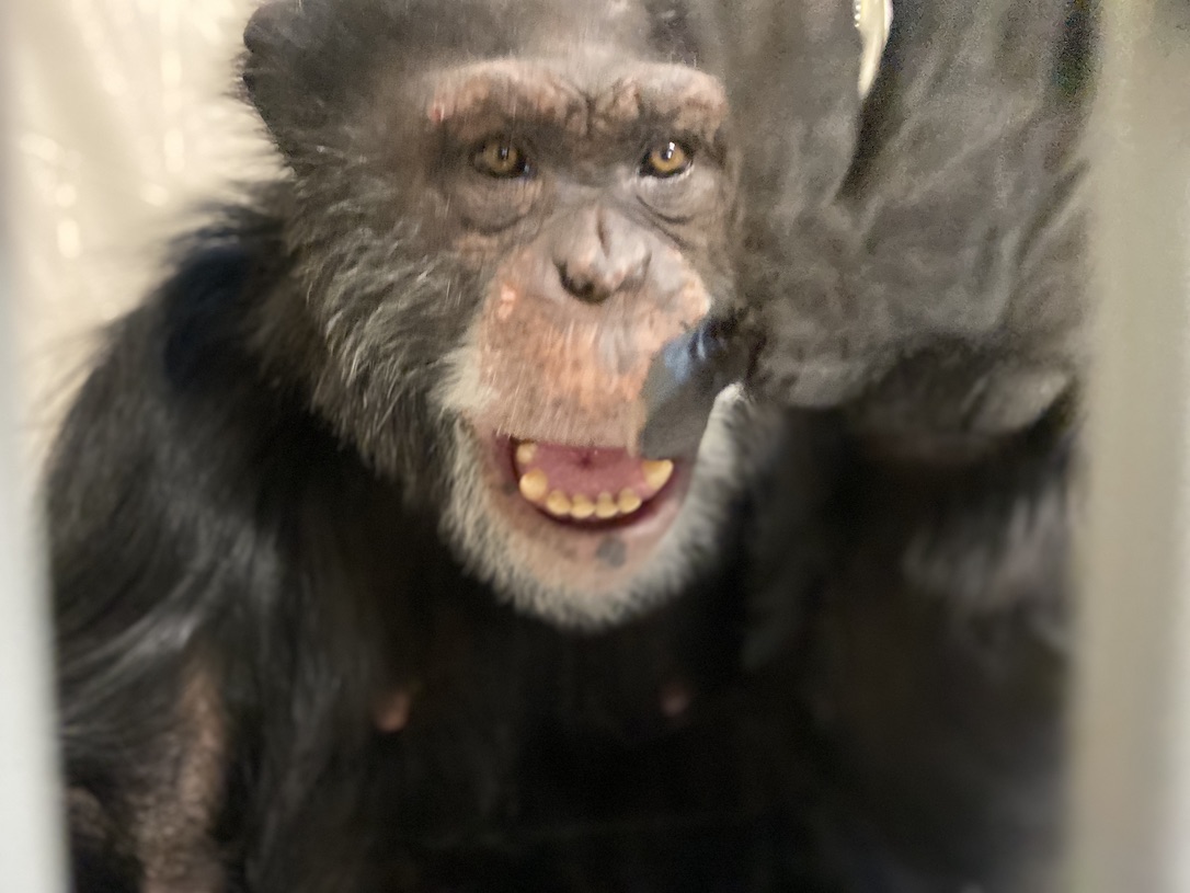 Happy Birthday, Kim, from Craig! - chimpsnw.org/2024/05/happy-…