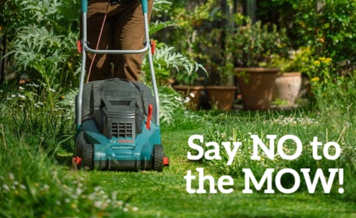 Spring is in full bloom, and it’s time to join the #NoMow May movement! At Seedball, we’re passionate about promoting biodiversity and supporting wildlife-friendly gardening practices. This May, let’s lock away lawnmower and celebrate the beauty of wildflowers in our gardens.