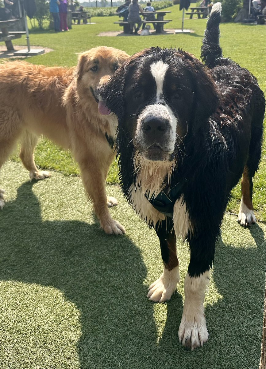 Na Flinn, een knoeperd van een Leonberger en een joekel Berner Sennen reu, was Toon met zijn 8 maanden, van alle, ongeveer 30, honden, de grootste. 
Ik ben verder nog steeds in ontkenning.
En kijk die verlegen kip nou poseren achter haar broertje 🥰
#Flinn en #Toon