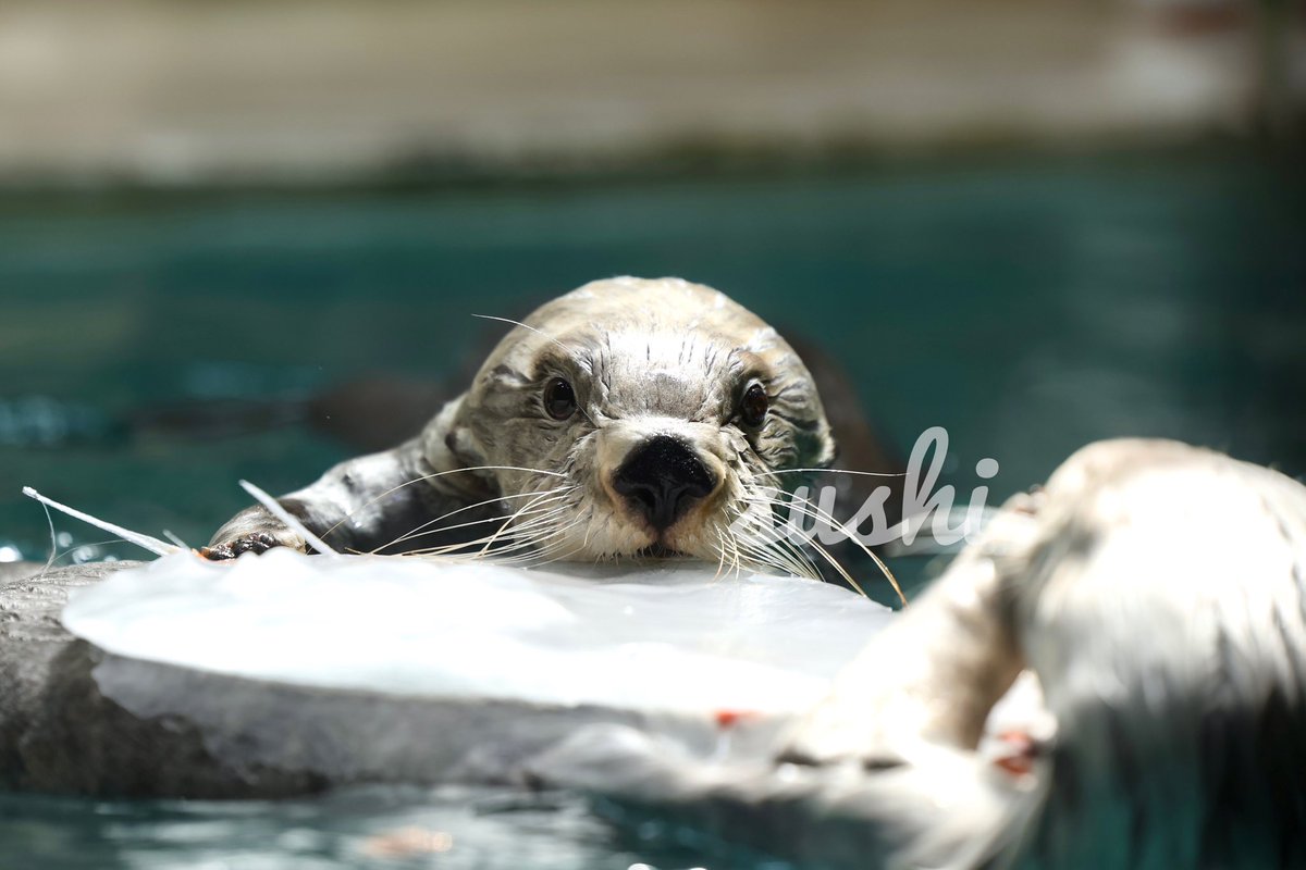 キラちゃんがメイちゃんのお誕生日ケーキにジャイアンチャレンジした瞬間をカメラがとらえた！📷

一生懸命な表情のキラちゃん😄

#キラちゃん #ラッコのキラちゃん #キラ #メイちゃん20歳のお誕生日 
#鳥羽水族館 #tobaaquarium #ラッコ #seaotter