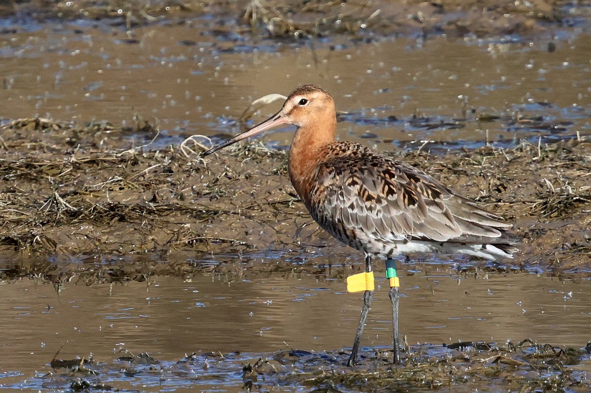 A beautiful male Black-tailed #Godwit, which we color-flagged and ringed (yfyf BLY) in #NijhumDweep #Bangladesh for my #PhD research, on 2nd January 2022, was resighted in Yongning County, Yinchuan, Ningxia, China, and photographed by Zhu Dongning. #shorebird #migration #CAF