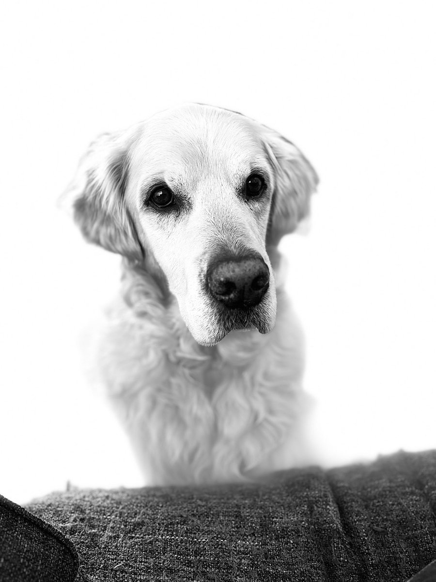 Black and white photo of me… we love a filter we do #dogsoftwitter