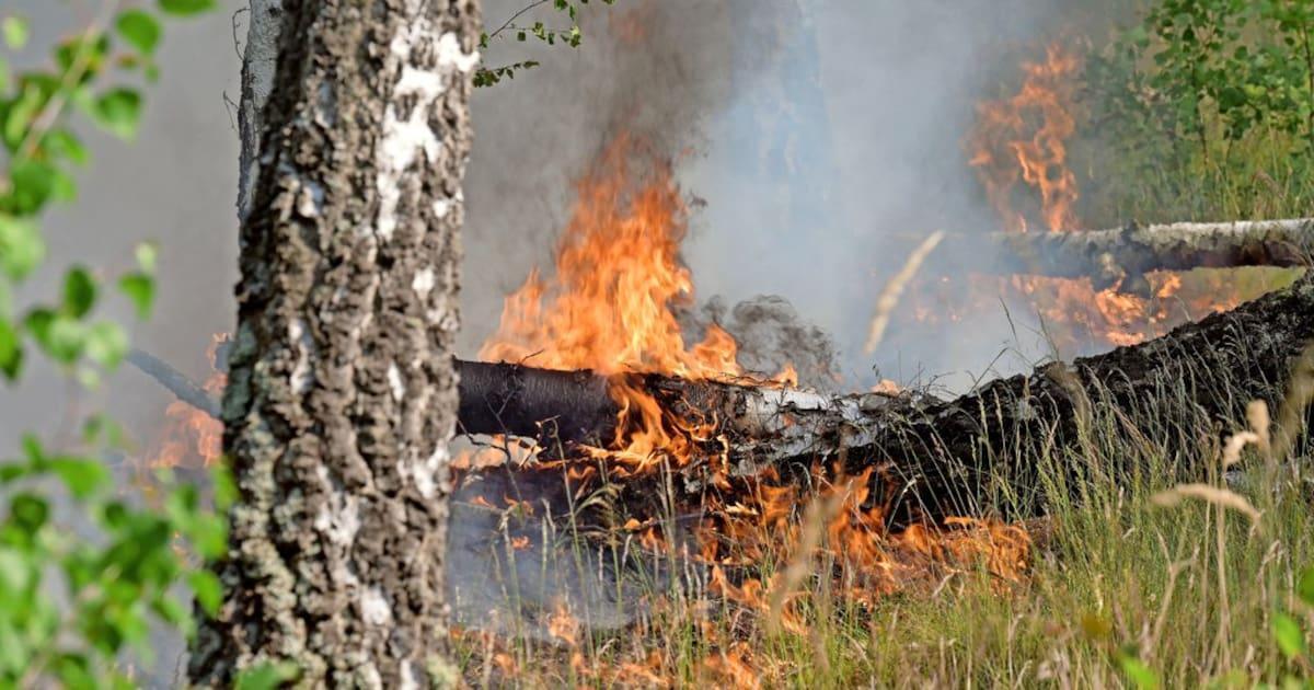 Drei Waldbrände am Freitag in Brandenburg ausgebrochen maz-online.de/brandenburg/wa…