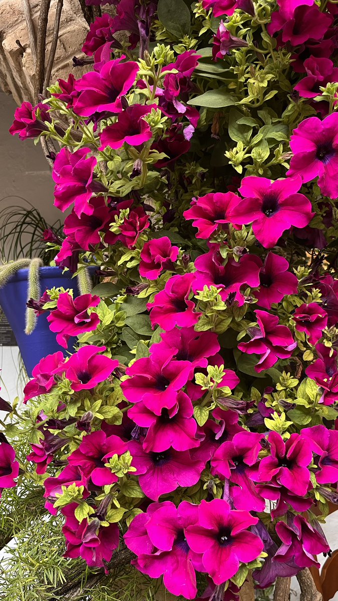 patioexperience's tweet photo. https://t.co/0IqX2q44UI https://t.co/ByweWgOwgi