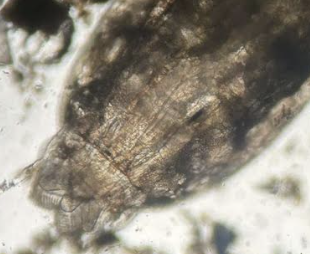 GlatzScience's tweet photo. More images!  Thanks Shyla and GREAT JOB! https://t.co/tMr6H4aw0U