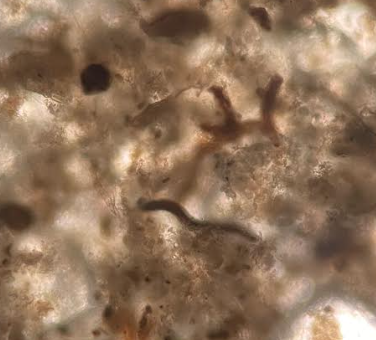 GlatzScience's tweet photo. More images!  Thanks Shyla and GREAT JOB! https://t.co/tMr6H4aw0U