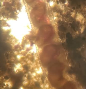 GlatzScience's tweet photo. More images!  Thanks Shyla and GREAT JOB! https://t.co/tMr6H4aw0U