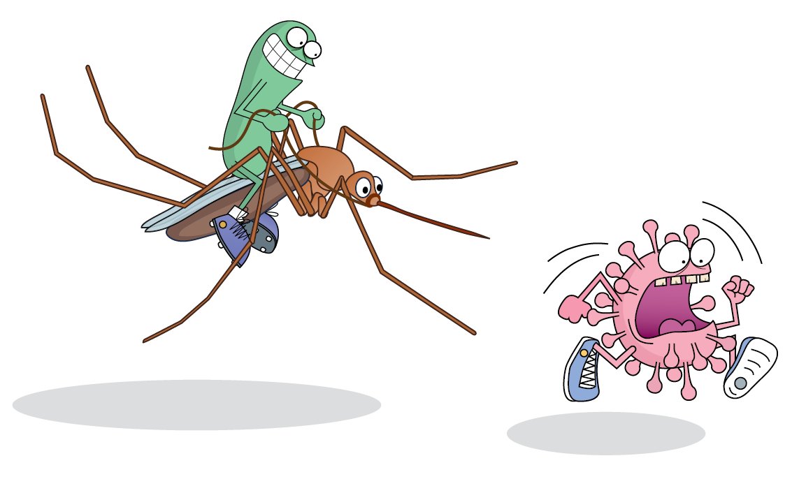 A mosquito symbiont controls flaviviruses

#ResearchHighlight

nature.com/articles/s4157…

In this study, Zhang et al. report that a bacterial symbiont residing in the gut of Aedes albopictus mosquitoes protects them from flavivirus infection.