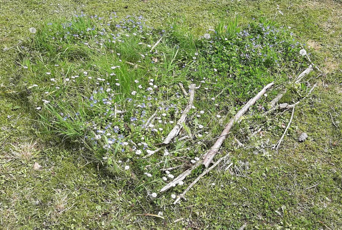 It’s been a phenomenally busy and challenging week but there have been pockets of loveliness, like our accidental no-mow May heart and the generosity and enthusiasm of colleagues who really care. 😊 💚❤️@UniofHerts @hertssu @UHStudentLife @UHSustainable @UH_Wellbeing