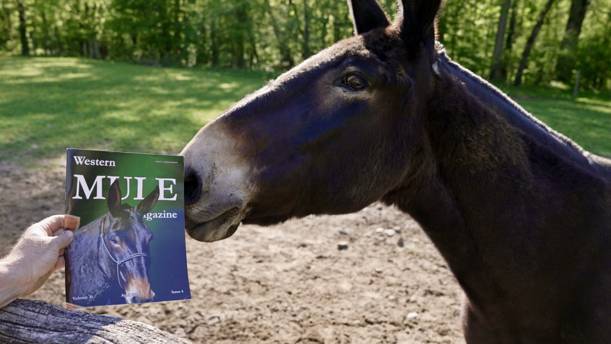 Ain't he purty? Jim the mule was purchased for GSMNP with donations to Friends of the Smokies. Now he's the cover model on April's edition of Western Mule Magazine. Mules are vital to the park. They carry heavy supplies to crews deep in the backcountry. No autographs, please.