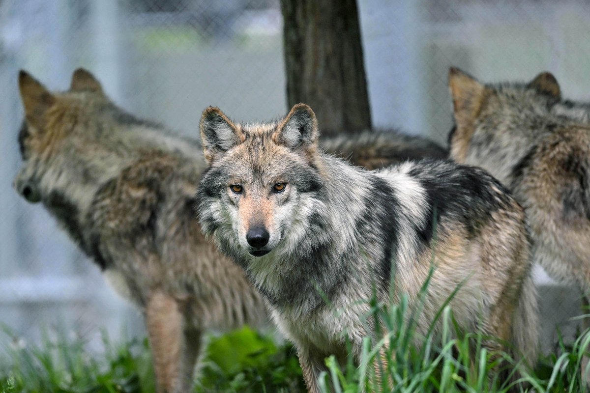 🐾 Check out the three new Mexican gray wolf brothers arrived at Brookfield Zoo Chicago in April from @CAWolfCenter. They will be onsite temporarily; however, they will be living separately from Amigo, Viv and Ahote in an off-habitat space. We'll be sure to post more updates!