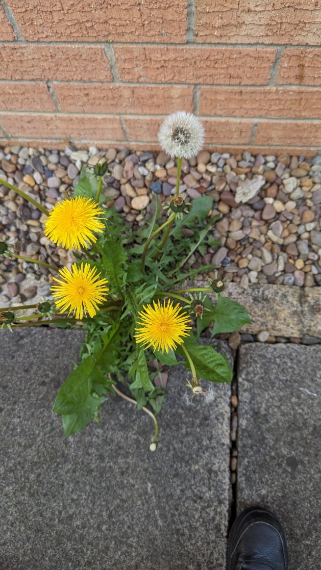 MoorlandsHudds's tweet image. This term the children are really enjoying learning about a variety of plants. We have been on a hunt and found lots of interesting plants, they loved looking at and comparing them. Thank you for your support in helping the children with their home challenge! #mpsscience #year1