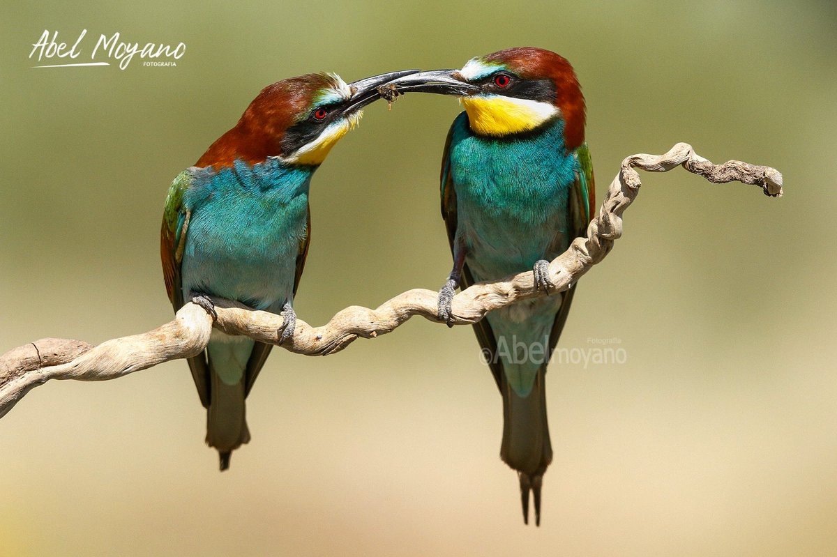 Abejarucos (merops apiaster).

#abejaruco #meropsapiaster
#wildlife_photography #Alía #naturephotography  #aves #birds #geoparquevilluercasiboresjara #birdwatching  #Extremadura