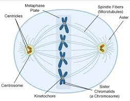 gcse biology paper 1 triple higher aqa in summary... #gcses2024