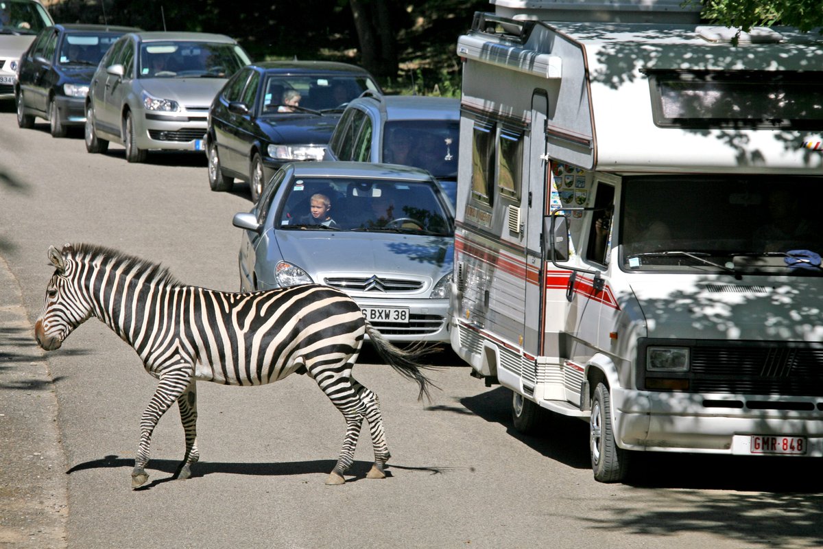 Près de Lyon. Bouchons monstres, 2h d'attente, gendarmes : le Safari de Peaugres débordé pour le jeudi de l'Ascension l.actu.fr/cVJ8