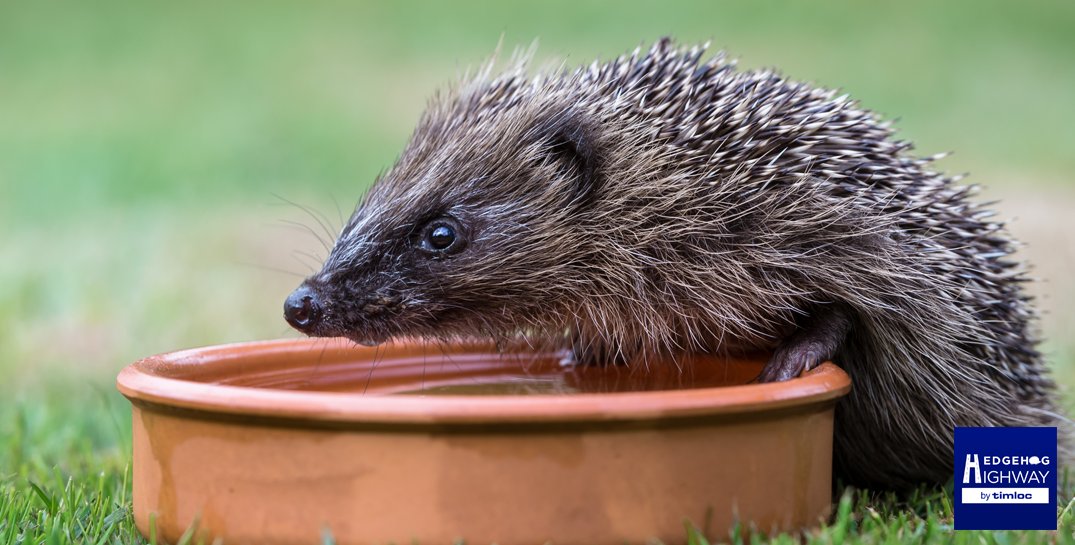 It is set to be another hot weekend! ☀️ Don't forget to put out a shallow dish of water for your local hedgehogs and wildlife 💧

#Hedgehogs #HedgehogAwarenessWeek #HedgehogHighway