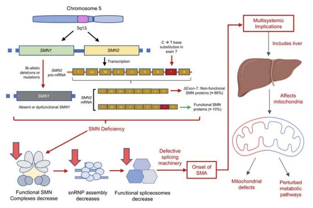 New paper alert: liver steatosis in #SMA is driven by intrinsic defects in #mitochondria  in #hepatocytes In collaboration with @CrystalYeoMDPhD in @jclinicalinvest  tinyurl.com/mur4rm2x @SMAEurope @SMA_UK_ @CureSMA @AbdnLifeScience