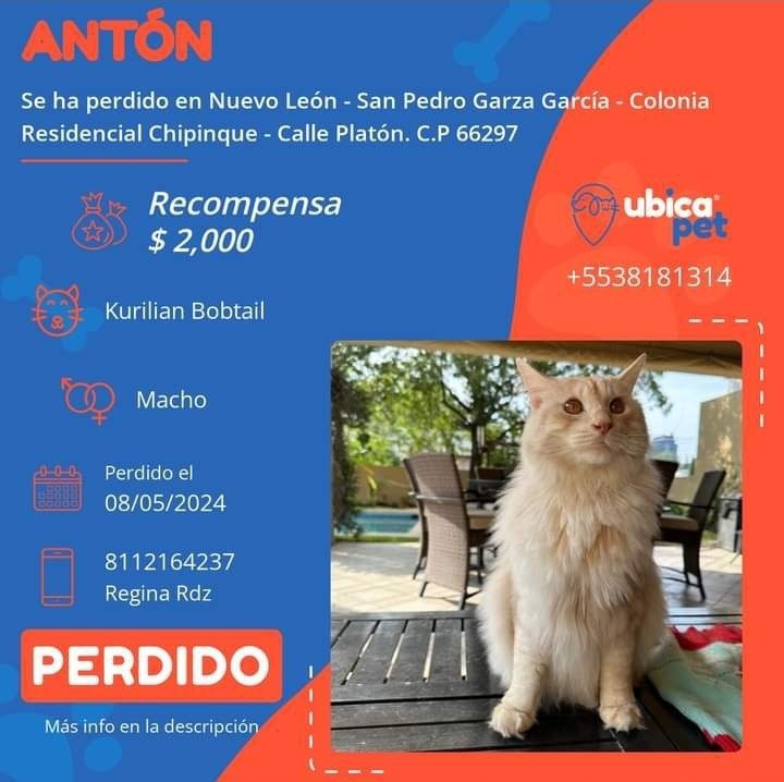 P5460 ▪️Antón ▪️Macho ▪️Kurilian Bobtail (sin cola) ▪️Arena con blanco ▪️Nuevo León ▪️San Pedro Garza García ▪️Colonia Residencial Chipinque