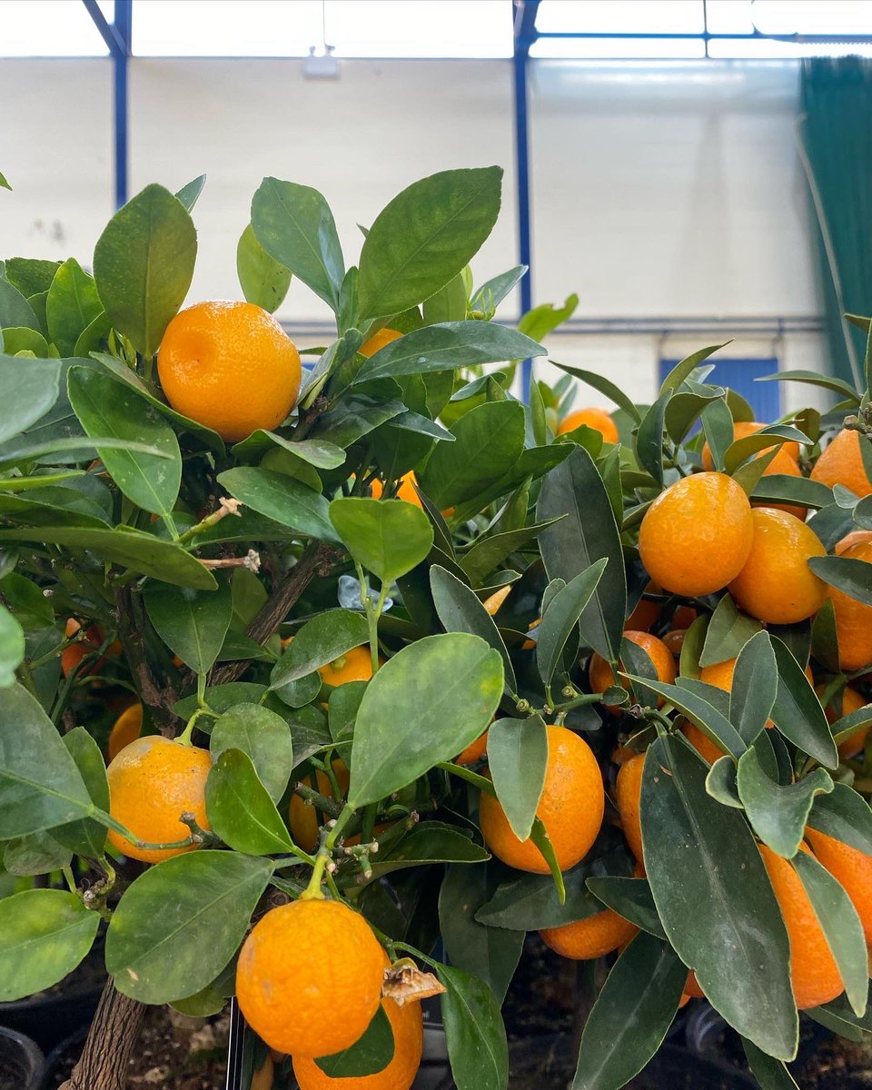 CCCPA2's tweet image. 